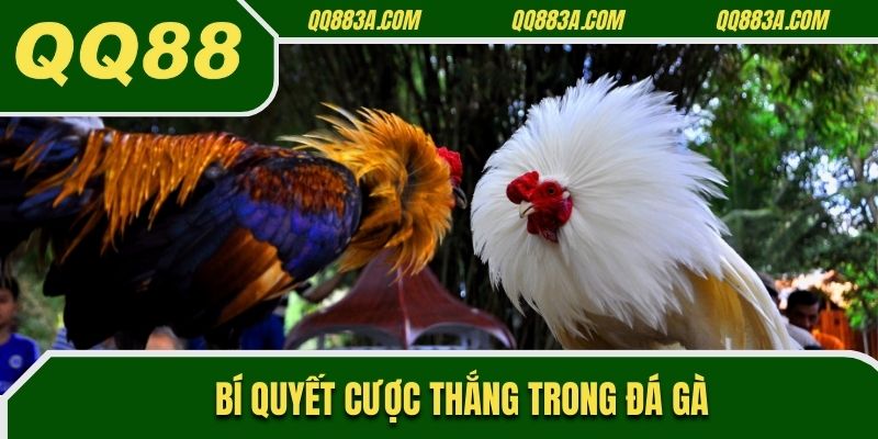 Bí quyết cược thắng trong đá gà của chuyên gia